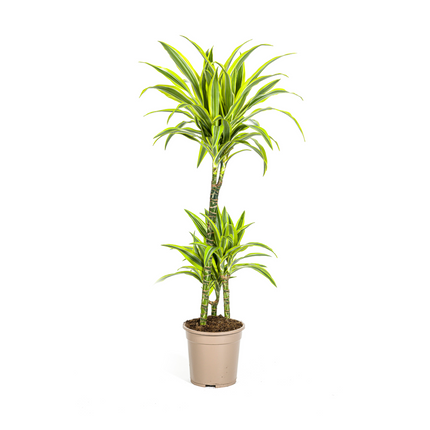 Drachenbaum Dracaena Deremensis Lemon Lime – Zimmerpflanze – Ø21cm – 90-110cm hoch – Schlanke grüne Blätter mit hellgrünem Rand – Pflegeleicht & dekorativ