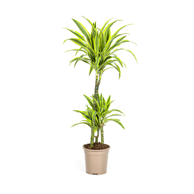 Drachenbaum Dracaena Deremensis Lemon Lime – Zimmerpflanze – Ø21cm – 90-110cm hoch – Schlanke grüne Blätter mit hellgrünem Rand – Pflegeleicht & dekorativ