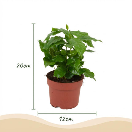 Kaffeepflanze Coffea Arabica Weiß – Pflegeleichte Grünpflanze 12cm – Höhe 15-20cm – Dekorative Kaffeepflanze für Wohnzimmer Büro & Fensterbank