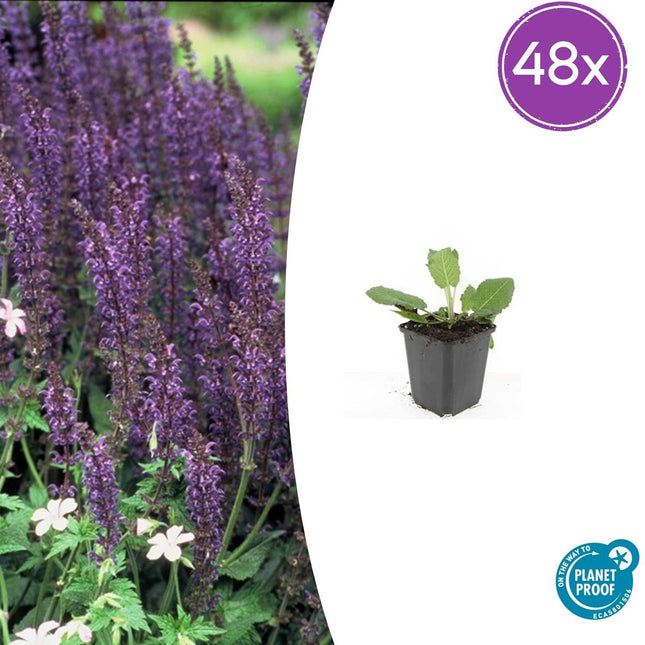 Salvia nemorosa 'Mainacht' – 48 Pflanzen – Blau blühende Staude – Sonniger Standort – Bienen- & Schmetterlingsfreundlich – Ø9cm – 10-25cm