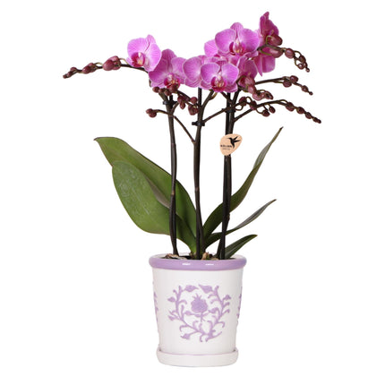Orchidee Vienna Lila im Malaga Ziertopf Lila – Ø9cm – Zimmerpflanze mit 2-3 kräftigen Zweigen – Blühende Indoor-Orchidee – Geschenkidee & Wohnaccessoire