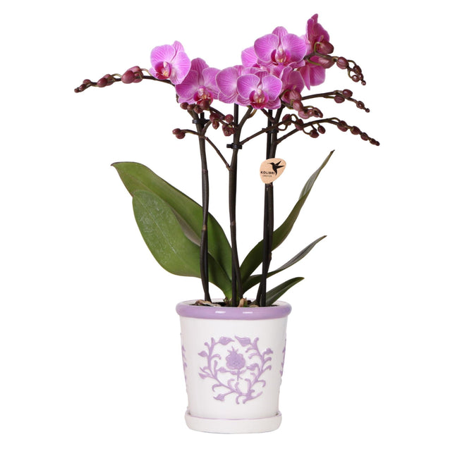 Orchidee Vienna Lila im Malaga Ziertopf Lila – Ø9cm – Zimmerpflanze mit 2-3 kräftigen Zweigen – Blühende Indoor-Orchidee – Geschenkidee & Wohnaccessoire