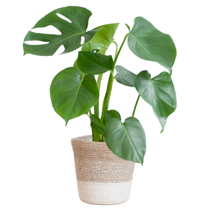 Monstera Deliciosa mit Lissabon Korb Weiß – Zimmerpflanze ca. 50cm – Ø17cm – Schweizer Käsepflanze mit großen Blättern – Nachhaltiger Pflanzenkorb aus Jute