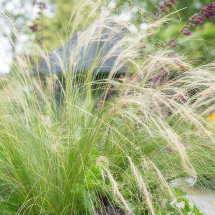 Stipa tenuissima ‘Ponytails’ – 24 Pflanzen – ↕10-25cm – Ø9cm – Feinhaariges Ziergras – Luftig & Verspielt – Sonne – Pflegeleicht & Robust