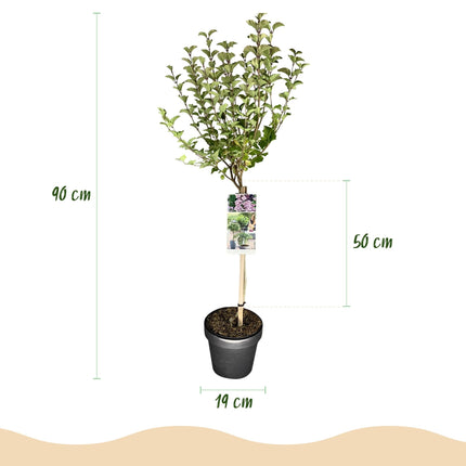 Zwergflieder Syringa meyeri Palibin – 19cm Höhe ca.90cm – Lila blühend & duftend – Winterhart & laubabwerfend – Ideal für Beet Balkon Terrasse