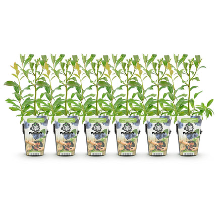 Blaubeere Vaccinium corymbosum Bluegold winterhart 6 Pflanzen Ø9cm Höhe30cm – Ertragreiche Heidelbeere für Garten Balkon & Terrasse