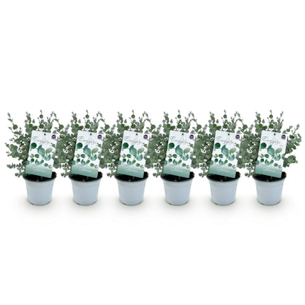 Eukalyptusbaum Eucalyptus gunnii – 6 Pflanzen – Winterhart – Terrassenpflanze – Ø14cm, Höhe 30cm – Blaugrüne Blätter mit herrlichem Duft