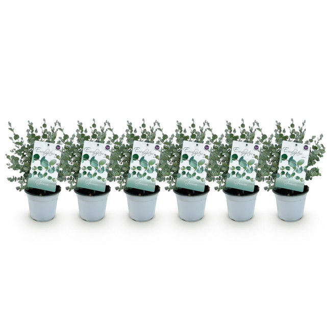 Eukalyptusbaum Eucalyptus gunnii – 6 Pflanzen – Winterhart – Terrassenpflanze – Ø14cm, Höhe 30cm – Blaugrüne Blätter mit herrlichem Duft