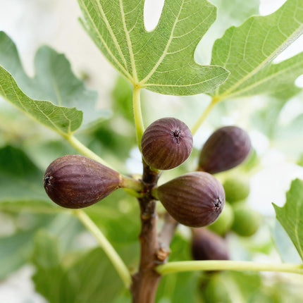 Feigenbaum Ficus carica Little Miss Figgy – 19cm Höhe ca.90cm – Winterhart & laubabwerfend – Kompakter Feigenbaum mit grünen Früchten