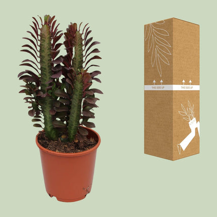 Euphorbia Trigona Rubra – Wolfsmilch – Zimmerpflanze – Ø12cm – ↕40cm – Rote Sukkulente – Pflegeleicht & robust – Für sonnige Innenbereiche
