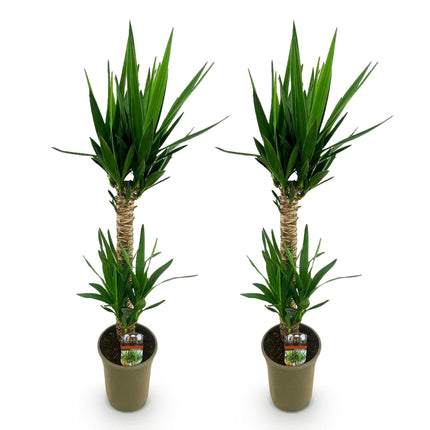 Yucca Elephantipes – 120cm – Ø19cm – Pflegeleichte Palmlilie mit schmalen Blättern – Robuste Zimmerpflanze für helle & halbschattige Räume
