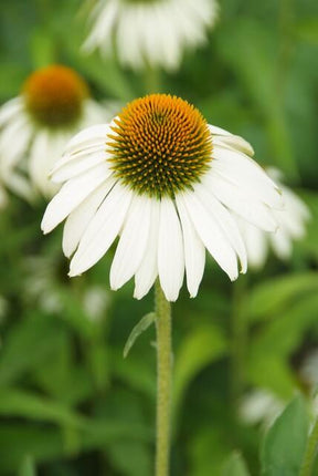 Scheinsonnenhut – Echinacea purpurea 'White Swan' – ↑10-25cm – Ø9cm – 60 Pflanzen – Weiße Blüten, pflegeleicht, bienenfreundlich, Sommerblüher
