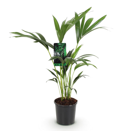 Howea Forsteriana – Kentia – Palme – 70-75cm – 17cm – Pflegeleichte Zimmerpalme mit eleganten Wedeln