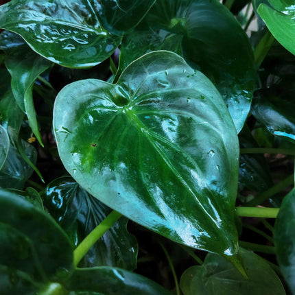 Alocasia Cucullata – Buddha – Hand – 65-70cm – 21cm inkl. Naturkorb – Pflegeleichte exotische Zimmerpflanze – Herzförmige glänzende Blätter