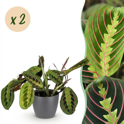 Maranta Fascinator Tricolour Gebetsblatt Pflanze 2er Set mit grauem Topf Ø12cm Höhe 25cm Haustierfreundliche Grünpflanze pflegeleicht für Zimmer &