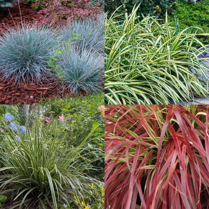 Ziergras Set – 4 Pflanzen – Immergrün & pflegeleicht – Ø17cm – ca. 50cm hoch – Intense Blue, Evergold, Ice Dance, Everflame – Für Beet, Topf & Schattenbereiche