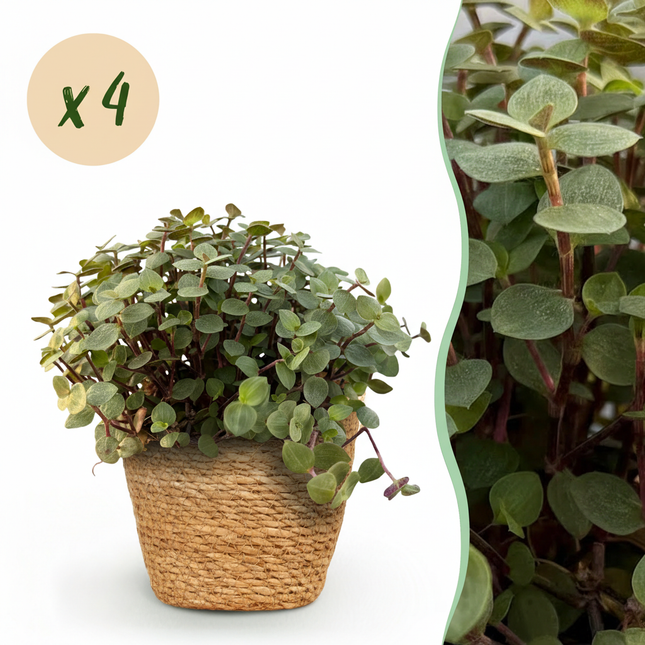 Calissia Repens Zimmerpflanze 4er Set inkl. Naturkorb