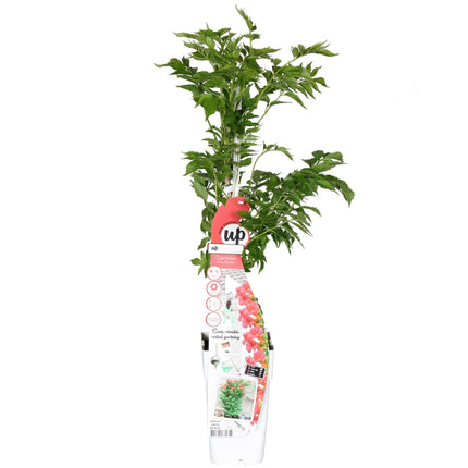 Campsis 'Pink Panther' – Trompetenblüte Dunkelrosa – Kletterpflanze – Sommerblühend – Für sonnige Standorte im Garten – Bienenfreundlich – Winterhart