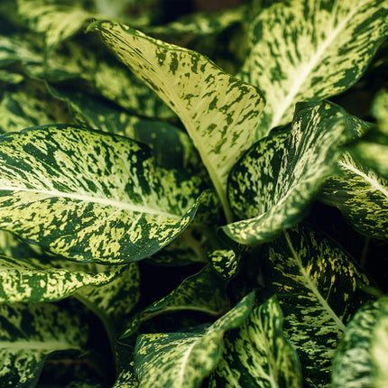 Dieffenbachia Compacta – Buntlaubige Zimmerpflanze – 17cm – Höhe 45-50cm – Pflegeleichte dekorative Blattpflanze für Wohn – und Arbeitsräume