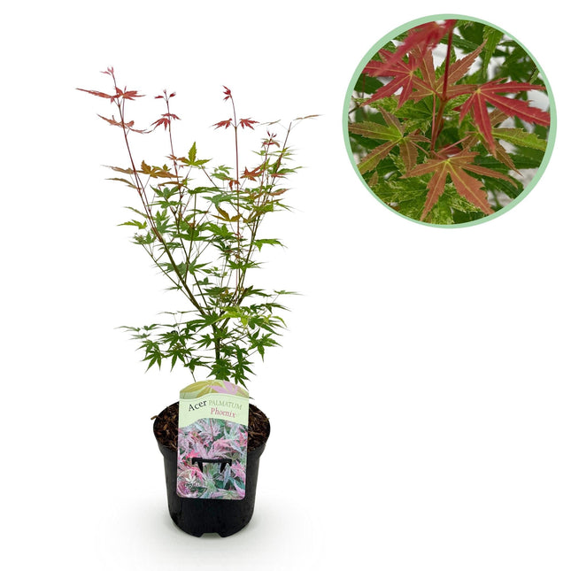 Japanischer Ahorn Acer palmatum 'Phoenix' – Rosa – Rot – Balkon – & Gartenpflanze – Ø19cm – Ca. 70cm hoch