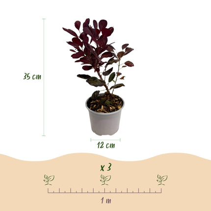 Cotinus coggygria Lilla – 12cm – Höhe ca. 35cm – Purpurrotes Laub & lila Sommerblüte – Laubabwerfender pflegeleichter Perückenstrauch für Beet, Balkon & Terrasse