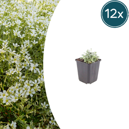 Filziges Hornkraut Cerastium tomentosum – 12 Pflanzen – Teppichbildende Staude für sonnige Standorte – Bodendecker für Steingarten & Beet – 10-25cm