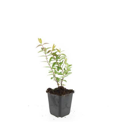 Hypericum 'Hidcote' – 24 Pflanzen – ↕10-25 cm – Ø9 cm – Gelbe Blüten – Immergrün – Pflegeleichter Strauch – Sonne & Halbschatten