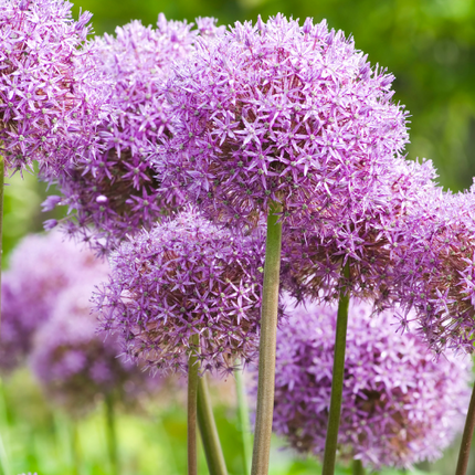 Allium 'Globemaster' – Zierlauch Blumenzwiebeln – 5 Blumenzwiebeln – Extra große violette Blütenbälle – Winterharte Staude für Beet, Rabatte & Schnitt – XXL-Zwiebeln