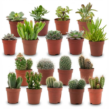 Mini Kakteen & Sukkulenten Mix – 18 Stück – Ø5,5cm – Höhe 5-10cm – Pflegeleichte Zimmerpflanzen – Ideale Deko & Geschenkidee für Zuhause Büro