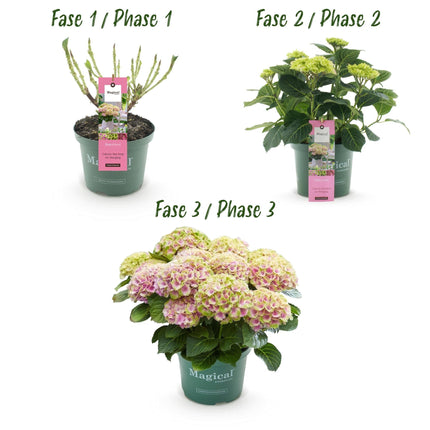 Hortensie Magical Jewel Pink – Hydrangea macrophylla – Rosa – Balkonpflanze – Im 23cm Topf – Ca. 55cm hoch – 6-10 Blüten – Reichblühend & Farbakzent