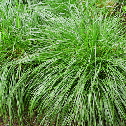 Japansegge Carex oshimensis Intense Green – 2 Pflanzen Ø17cm – Immergrün – Pflegeleicht – Lebhaft grüne Blätter – Ziergras Höhe ca. 50cm