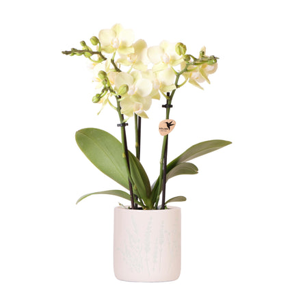 Gelbe Orchidee Mexico im hellblauen Floral Ziertopf Ø9cm – Zimmerpflanze mit 2–3 Zweigen – Elegante Blühpflanze für Wohnzimmer, Tischdekoration & Ostergeschenk
