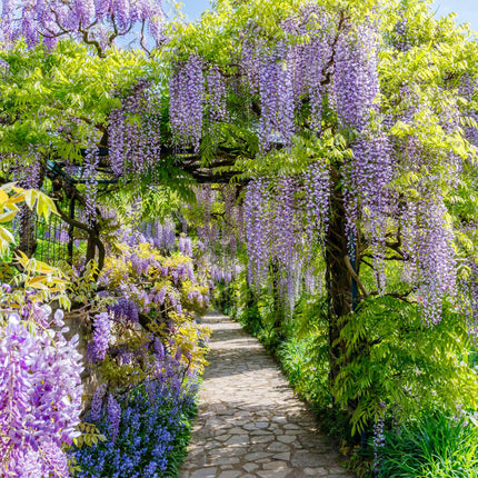 Blauregen Wisteria floribunda Prolific – Kletterpflanze – Blüte Blau – Duftend – Schnellwachsend – 11cm Höhe 40cm – Für Pergolen & Zäune