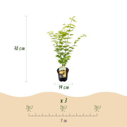 Japanischer Ahorn – Acer palmatum 'Jordan' – 2 Pflanzen – ca. 70 cm hoch – Ø19 cm – leuchtend gelbe Blätter – Balkon- & Gartenpflanze