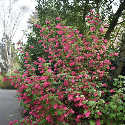 Blutjohannisbeere Ribes sanguineum 'Kind Edward' – Rosa Blüte – Bienenfreundlich – Frühjahrsblüher – Pflegeleicht – Ø17cm – Höhe ca. 45cm