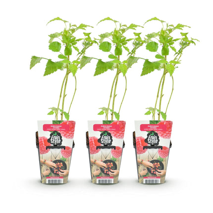 Himbeere Rubus idaeus Ottawa winterhart 3 Pflanzen Ø9cm Höhe 30cm – Rote Himbeere für Garten Beet Balkon & Terrasse – Süß & ertragreich
