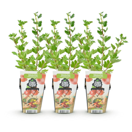 Rote Stachelbeere Ribes uva – crispa Hinnonmaki winterhart 3 Pflanzen Ø9cm Höhe30cm – Süß – saure rote Beeren für Garten Beet Balkon & Terrasse