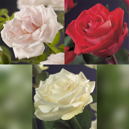 Kletterrose – Rosa Tricolour – Blüte Rosa – Weiß – Rot – 3 Pflanzen – Duftend – Geringer Pflegeaufwand – 11cm – Höhe ca. 40cm