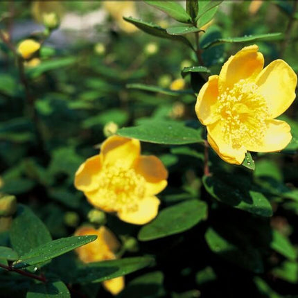 Hypericum dummeri 'Peter Dummer' – 48 Pflanzen – ↕10-25cm – Ø9cm – Winterharter Bodendecker & Beeteinfassung – Gelbe Blüten – Pflegeleicht & trockenheitstolerant