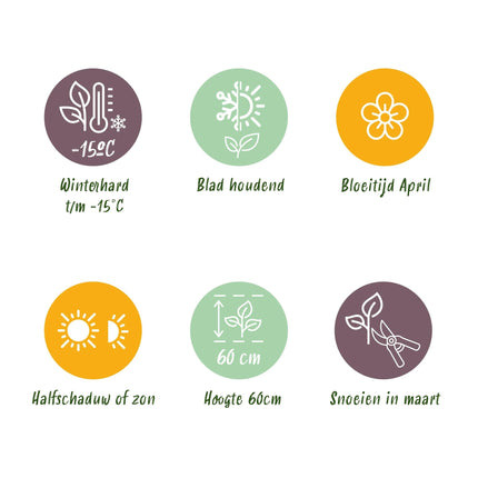 Grünweiße Segge – Carex oshimensis 'Everest' – 4 Pflanzen – Immergrün – Ziergras mit weißem Blattrand – Pflegeleicht – Ø17cm – Höhe ca. 50 cm