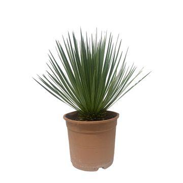 Yucca Rostrata Palmlilie – Zimmerpflanze 60cm – Ø24cm – Robust, Winterhart – Silbrig-blaue schmale Blätter – Pflegeleicht & Trockenheitsverträglich