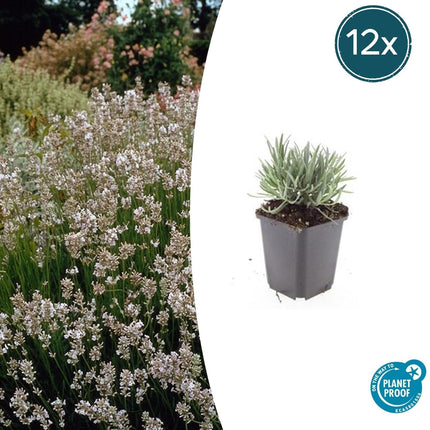 Lavendel Lavandula int. 'Edelweiss' – ↕10-25cm – Ø9cm – 12 Pflanzen – Weiße Blüten, bienenfreundlich & winterhart