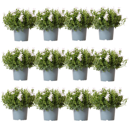 Campanula Addenda Ambella weiß 12er Set – Glockenblume weiß Topfgröße 12cm – winterhart, lang blühend – Bodendecker für ca.2m²