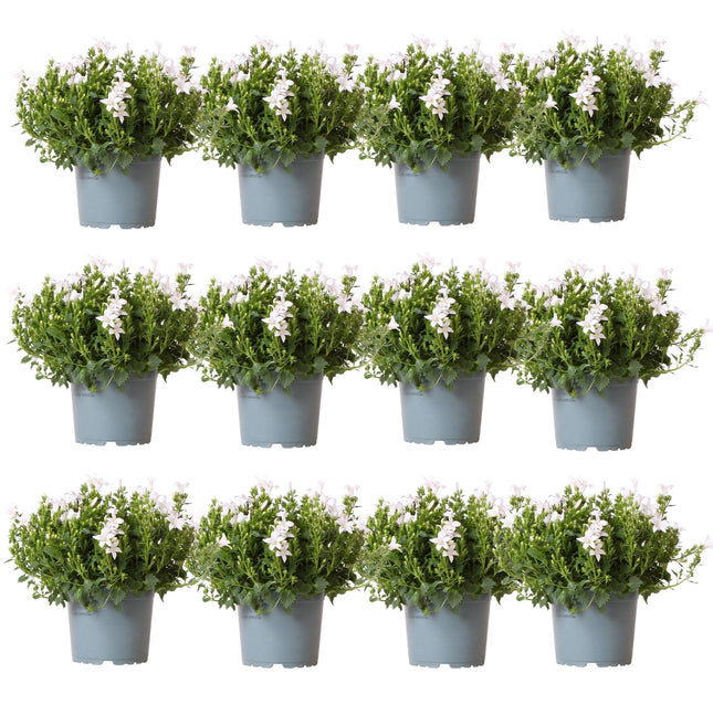 Campanula Addenda Ambella weiß 12er Set – Glockenblume weiß Topfgröße 12cm – winterhart, lang blühend – Bodendecker für ca.2m²