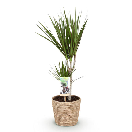 Dracaena Marginata – 70-80cm – 17cm inkl. Naturkorb – Pflegeleichter Drachenbaum – Grün mit roten Rändern