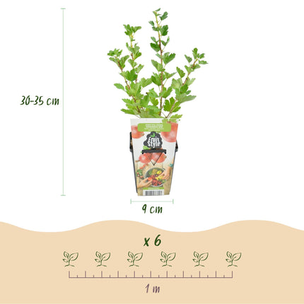 Rote Stachelbeere Ribes uva – crispa Hinnonmäki Rot winterhart 6 Pflanzen Ø9cm Höhe 30cm – Rote Stachelbeere für Garten Beet Balkon & Terrasse