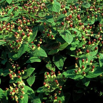Hypericum inodorum 'Beauty' – 24 Pflanzen – ↕10-25cm – Ø9cm – Johanniskraut-Strauch – Goldgelbe Sommerblüten – Winterhart & pflegeleicht – Für Sonne & Halbschatten
