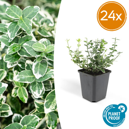 Euonymus fortunei 'Emerald Gaiety' – Immergrüner Zierstrauch mit silberbunten Blättern – 24 Pflanzen – ↕10–25cm – Ø9cm – Pflegeleicht & winterhart – Für Hecken, Beete & als Bodendecker