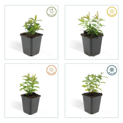 Hypericum calycinum – großblütiges Johanniskraut – 48 Pflanzen – gelb blühender Bodendecker – winterhart – Ø9cm – ↕10–25cm