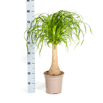 Beaucarnea Recurvata inkl. Naturkorb – Höhe 60-80cm – Ø21cm – Elefantenfuß Zimmerpflanze mit markantem Stamm